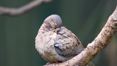 cerca de una paloma de orejas gordas acicalándose sus plumas mientras está de pie en una rama