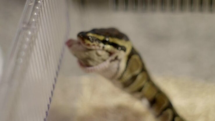 Kleine python eet een kleine muis