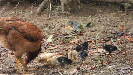 chicken -hen -chicks -eating lesion