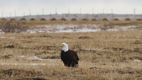 Weißkopfseeadler-Steht-Und-Schaut-Sich-Auf-Dem-Feld-In-Der-Nähe-Von-Waterton,-Alberta,-Kanada-Um---Nahaufnahme