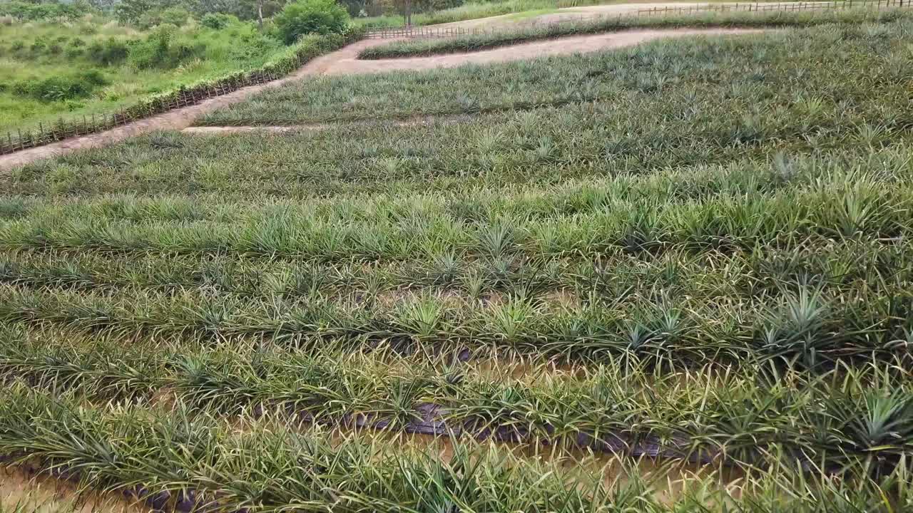 말레이시아 라왕 근처 파인애플 농장의 드론 샷, uhd