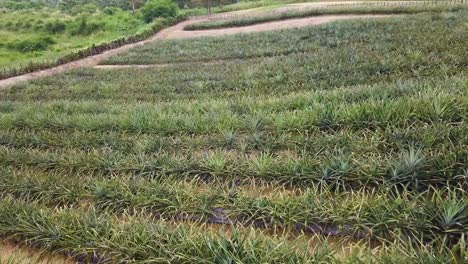 tomas de drones de una plantación de piña cerca de rawang en malasia, uhd