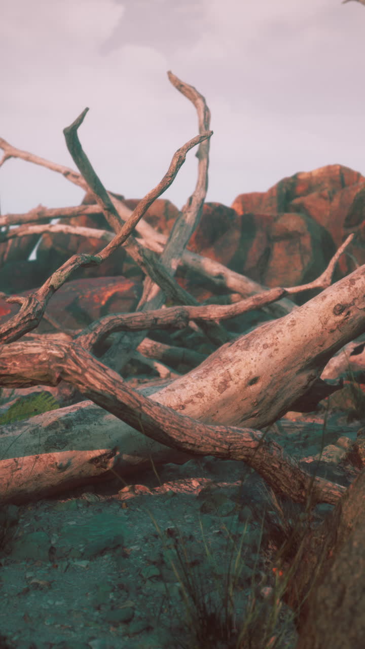 해가 지는 해변 에 떠다니는 나무