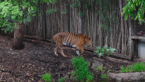 endangered tiger walking back and forth inside the enclosure in the zoo