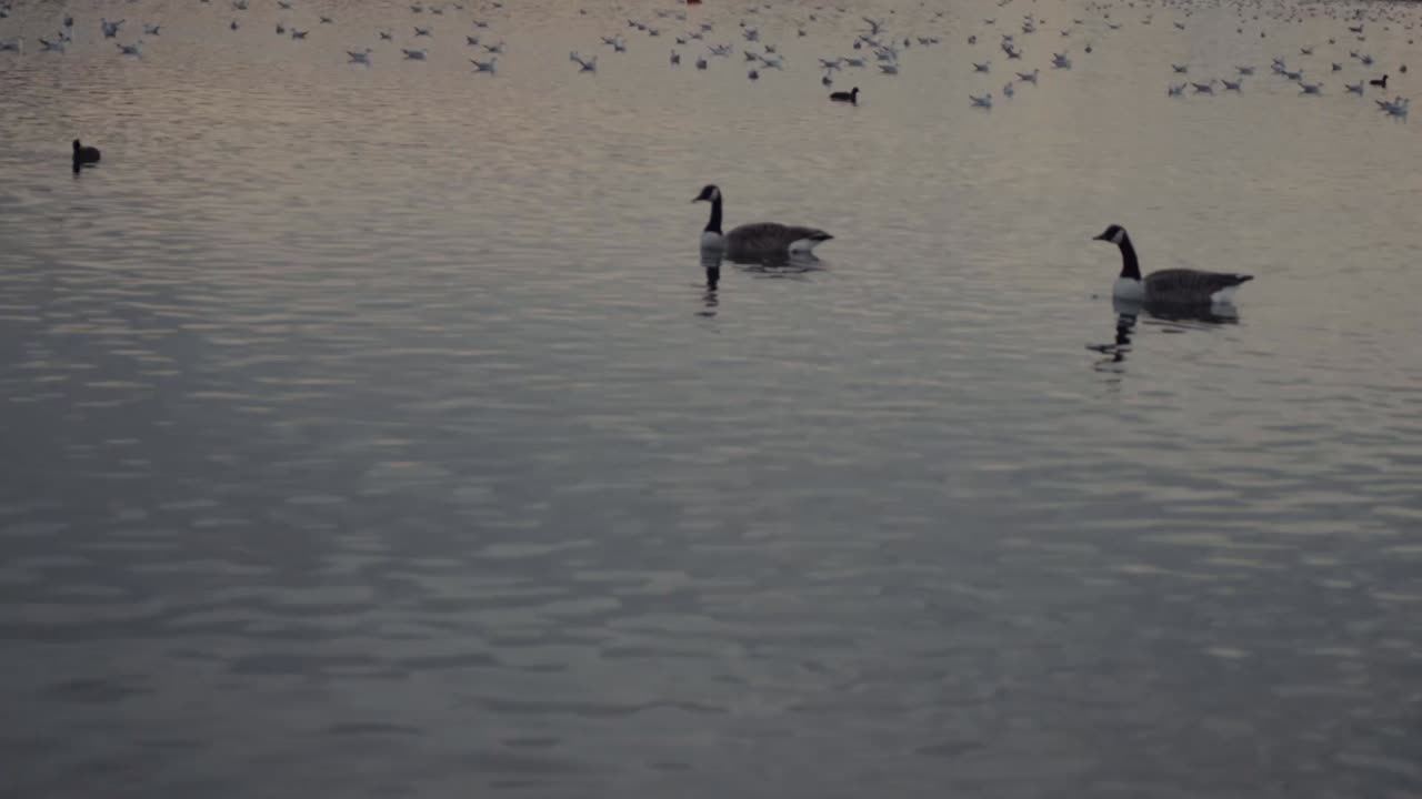 Geese and gulls gather on lake at sunset