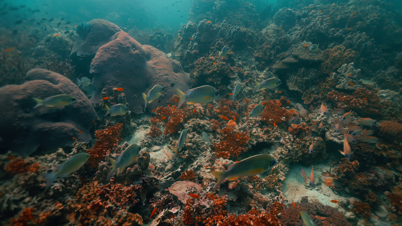 Vibrant Coral Reef Underwater Scene