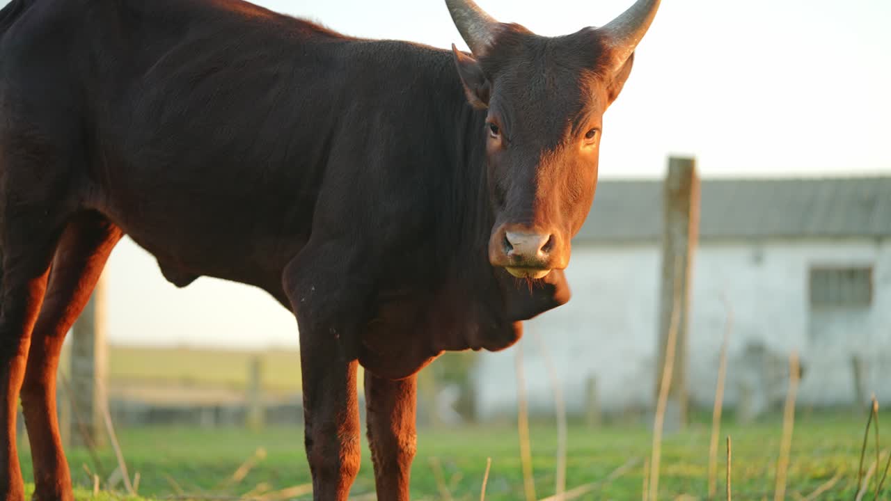 Brown Calf in a Rural Landscape