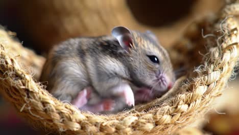 adorable and resting hamster snuggled comfortably in a cozy woven nest, showcasing its soft fur and playful nature in a gentle indoor setting