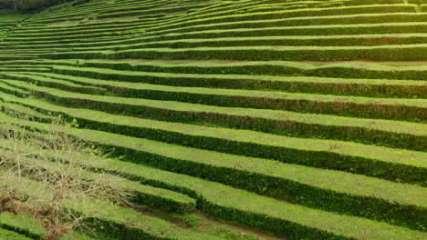 flying low over green tea plantations