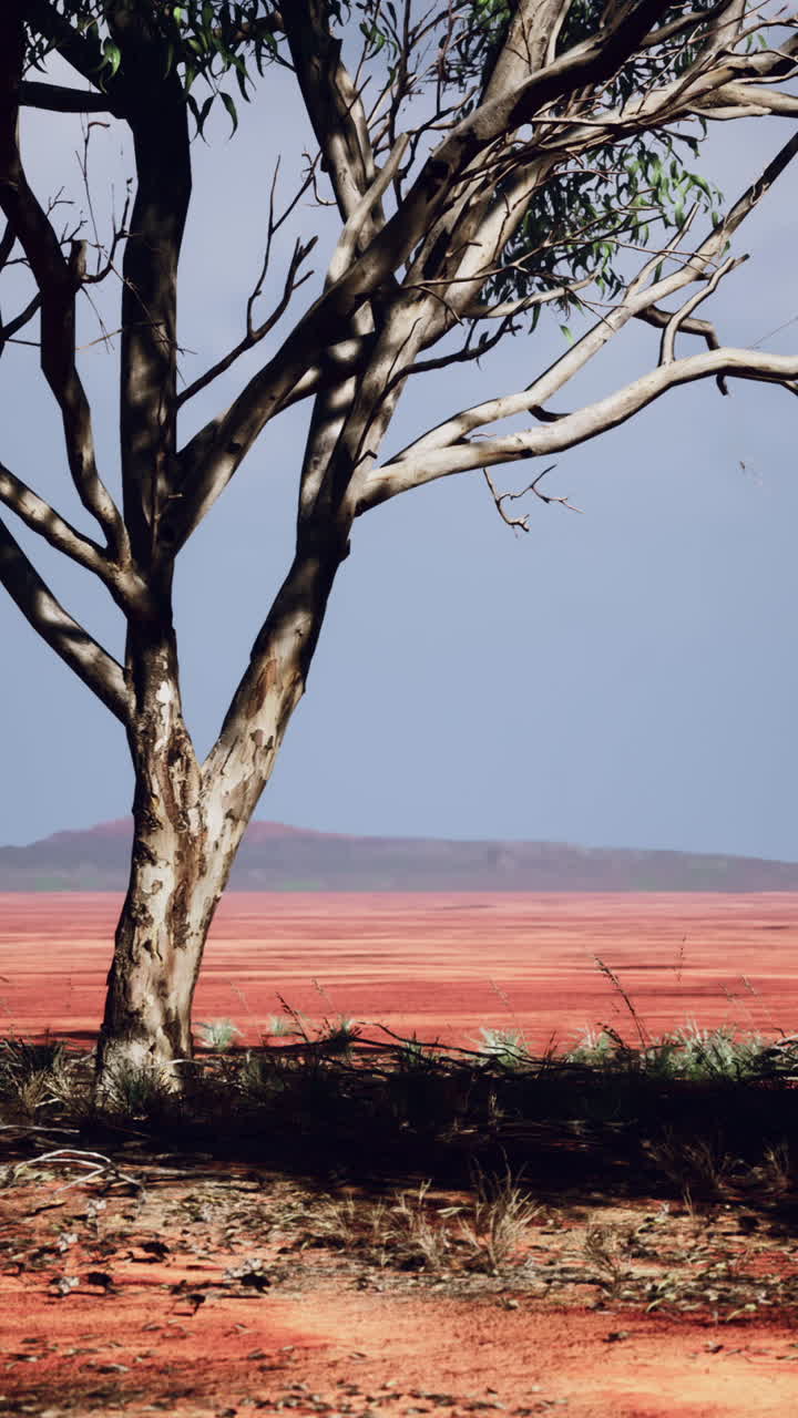 un árbol en un desierto rojo con un cielo azul