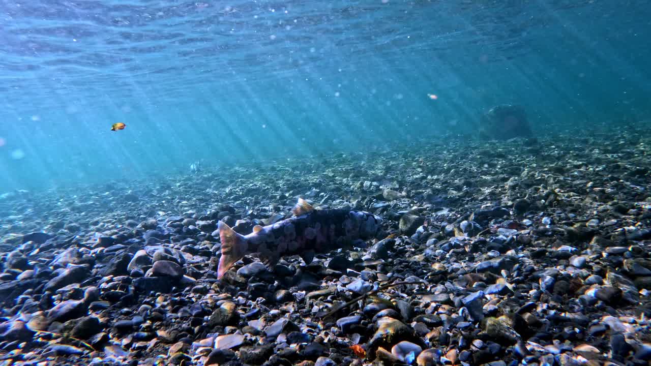Biwa Trout nearing the end of it's life after spawning