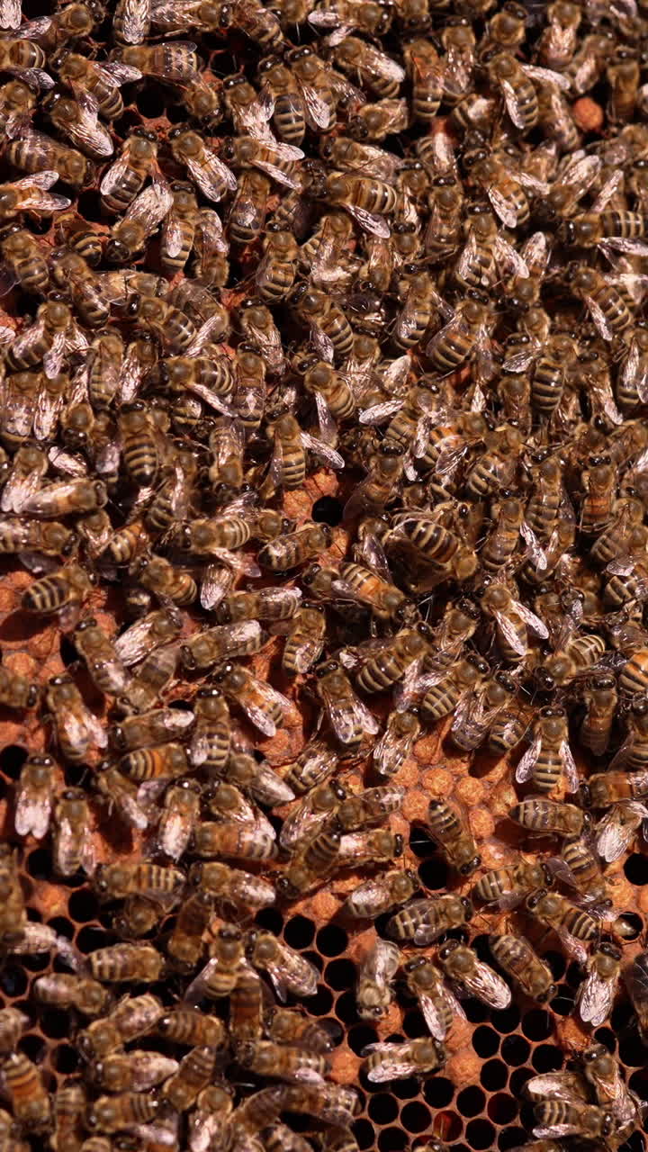Honey frame stuck with bee family. Male hand touches the bees with no fear. Close up. Vertical video