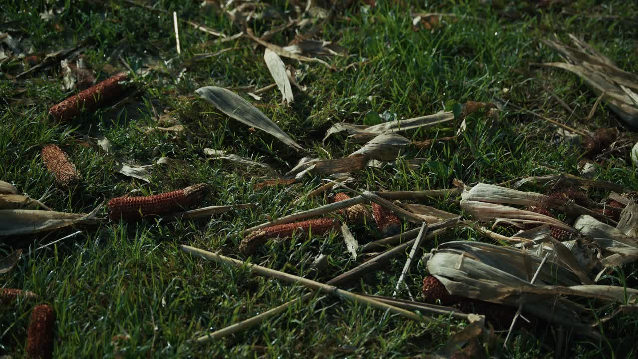 Dry corn husks and eaten cobs scattered on green grass in Lonjsko Polje, Croatia