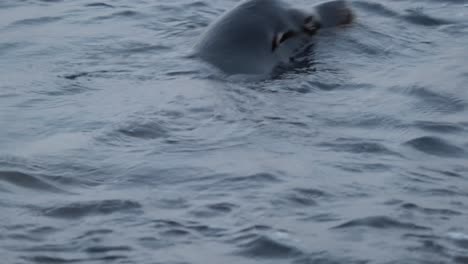 león marino macho grande en la bahía de monterey, california