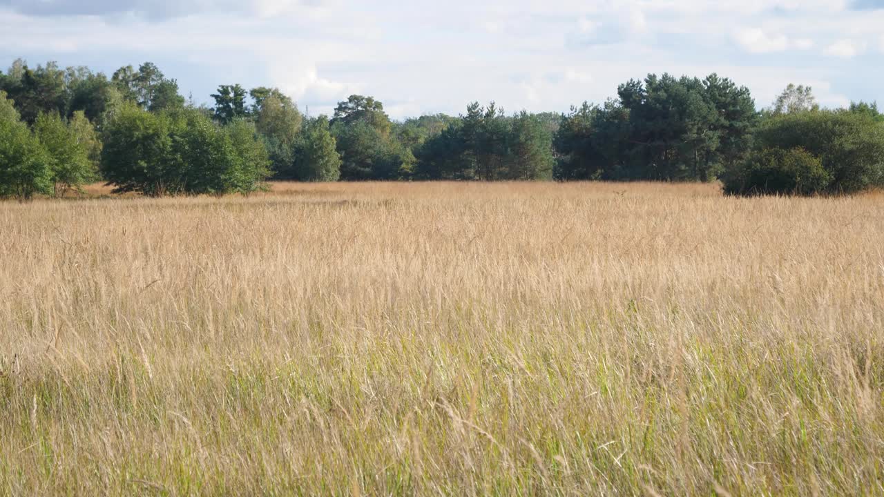 campo durante el verano con árboles en segundo plano.