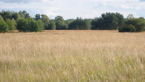 field during summer with trees in background