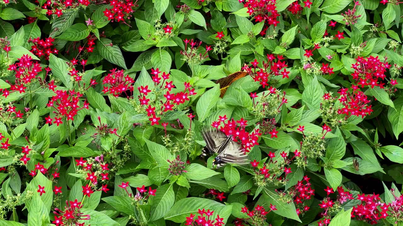 Butterflies on Red Flowers