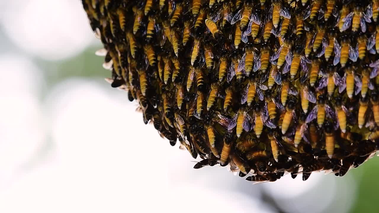 se sabe que las abejas melíferas gigantes construyen grandes colonias de nidos con bolsillos simétricos hechos de cera para almacenar miel como fuente de alimento.