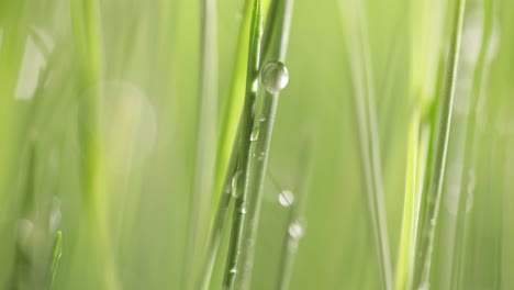 green grass close-up super macro shooting.