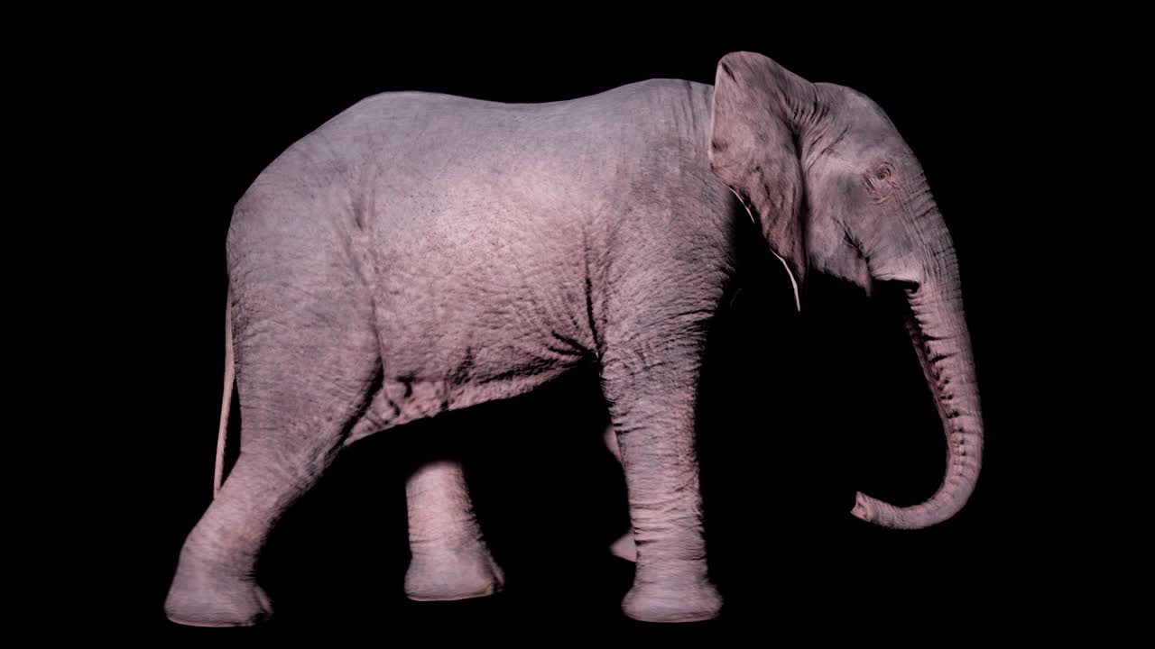 알파 채널을 가진 고립된 배경에서 땅 위를 는 큰 아프리카 코끼리. 동물, 자연 및 교육 배경에 대한 원활한 루프 애니메이션.