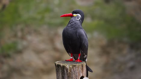 pájaro estacionario del charrán inca en el tronco de un árbol