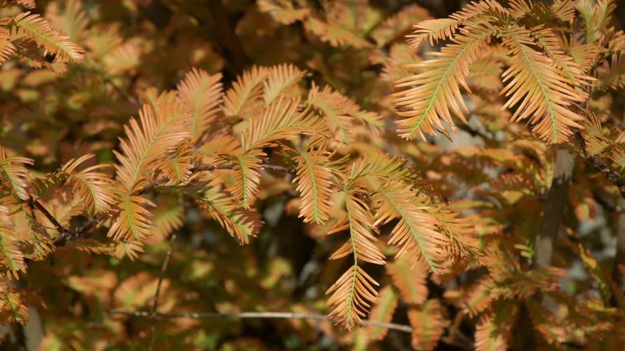 color naranja del follaje otoñal del árbol metasequoia de coníferas en un día brillante