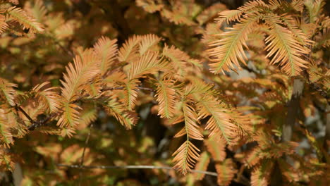 orange color of autumn foliage of conifer metasequoia tree on a bright day