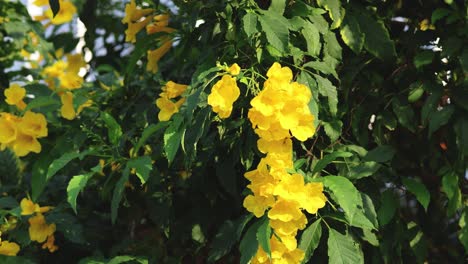 yellow flowers gently swaying in the breeze.