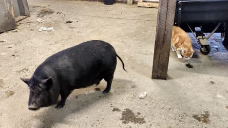 happy black pig walking free inside barn and wagging with the tail - looking around for food on floor with orange and white cat passing in background