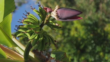 slow tilt up of a small banana diet growing with a blossoming banana plant