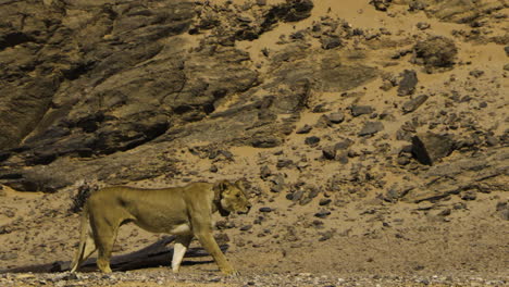 a lioness stands in a rocky desert landscape and then slowly moves to the right as the camera pans. the predator is wearing a collar for research purposes. medium to long shot.