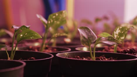 Greenhouse-setup-with-growing-racks-and-trays-for-plants