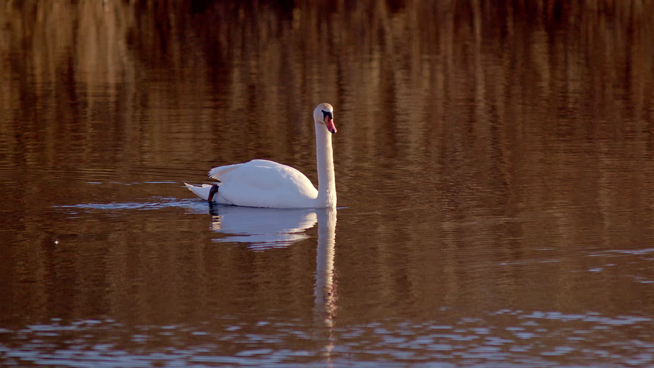 At sunrise, swans in mating season glide in stunning super slow-mo footage.