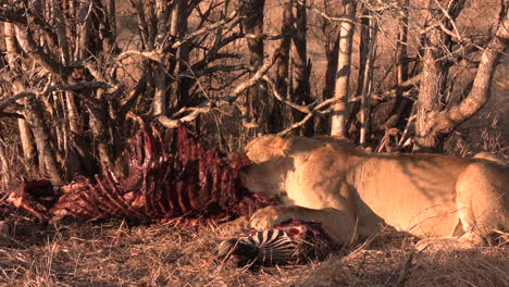 Graphic-footage-of-a-lioness-feeding-on-a-zebra-as-she-eats-the-ribs-bare-while-her-paw-rests-on-its-head