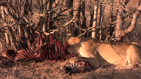 graphic footage of a lioness feeding on a zebra as she eats the ribs bare while her paw rests on its head