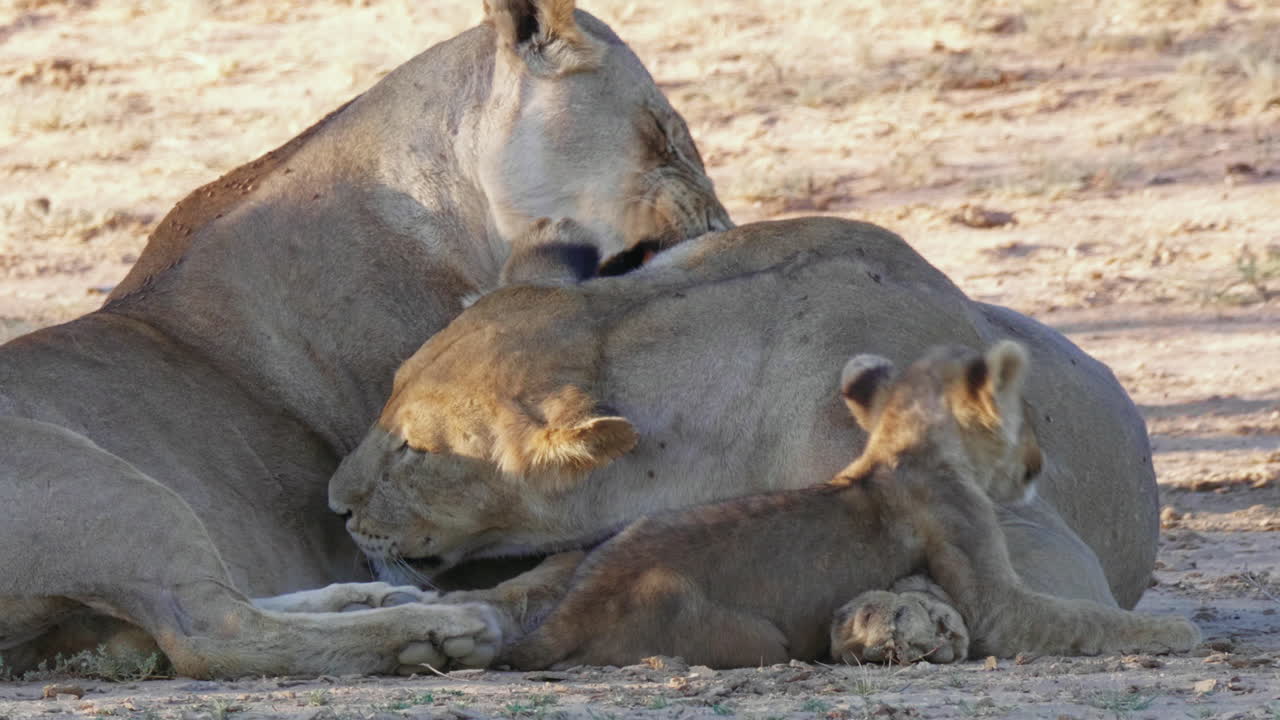 leeuwinnen verzorgen elkaar in de schaduw in kgalagadi, zuid-afrika terwijl een welp toekijkt - close-up shot