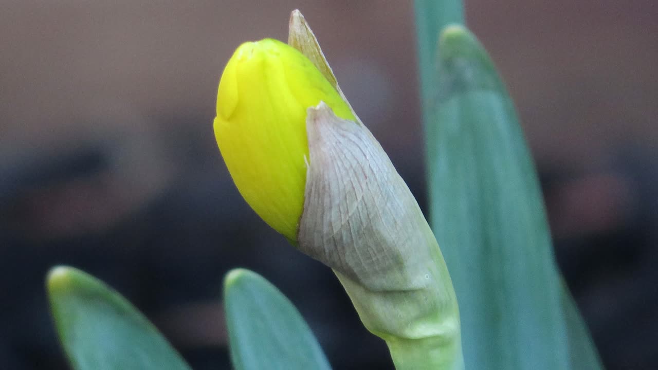 primer plano de flor de primavera comenzando a florecer tulipán amarillo