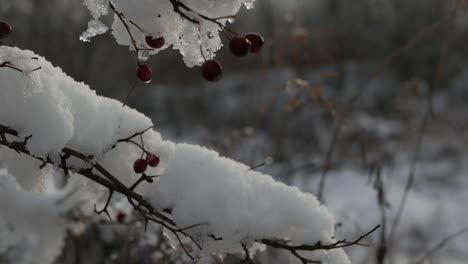 Nieve-En-Ramas-Sin-Hojas-Con-Pequeñas-Bayas,-Tiro-De-Seguimiento