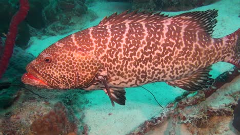 tiger grouper up close