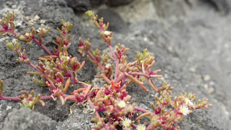 Small-common-ice-plant-growing-on-rough-grey-rock,-South-Tenerife