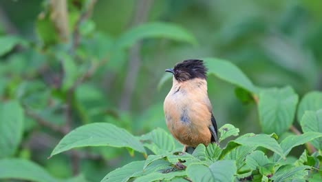 closeup of rufous sibia, heterophasia capistrata on green bush in himalayas