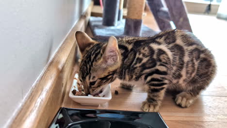 adorable bengal cat looking at camera while eating. close-up shot