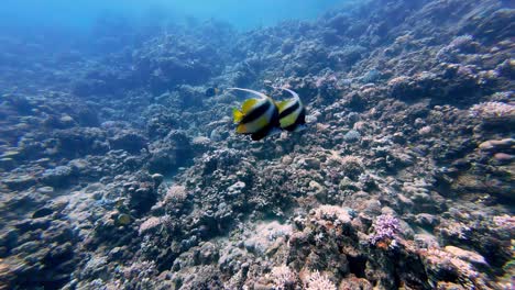 dos peces bandera de aleta larga nadando sobre los arrecifes de coral bajo el mar rojo en dahab, egipto