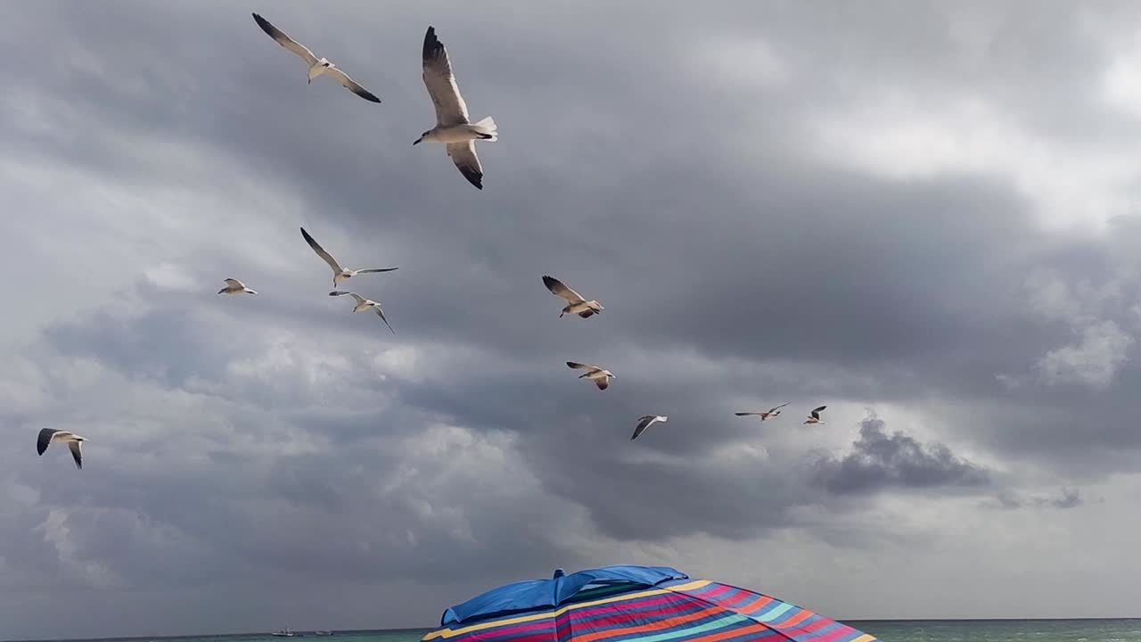 Seagulls flying above beach umbrella on a beach in Playa del Carmen in Mexico