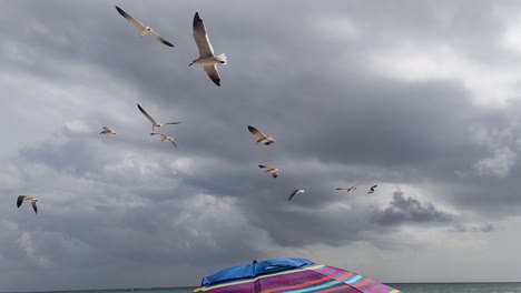 seagulls flying above beach umbrella on a beach in playa del carmen in mexico