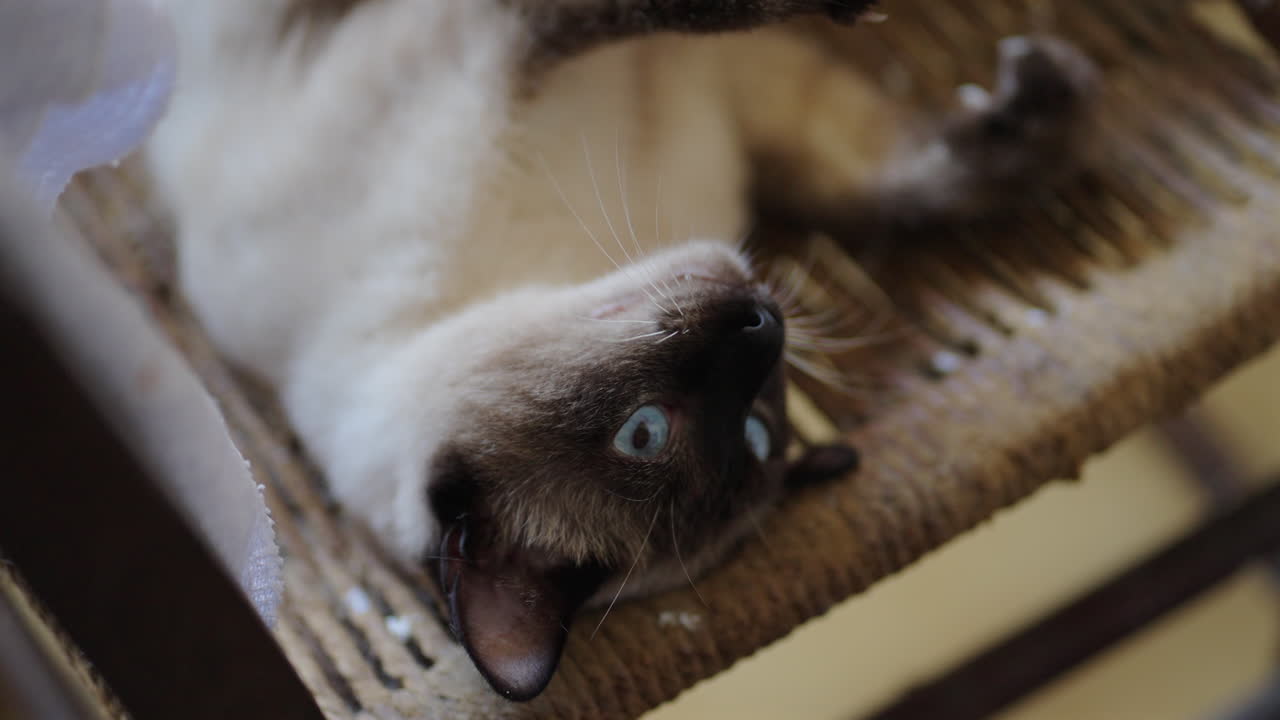 Siamese cat lounges upside‑down on woven chair seat, slowly stretching its body and flexing paws while blue eyes track movement in soft ambient light, capturing feline grace in slow‑motion moment