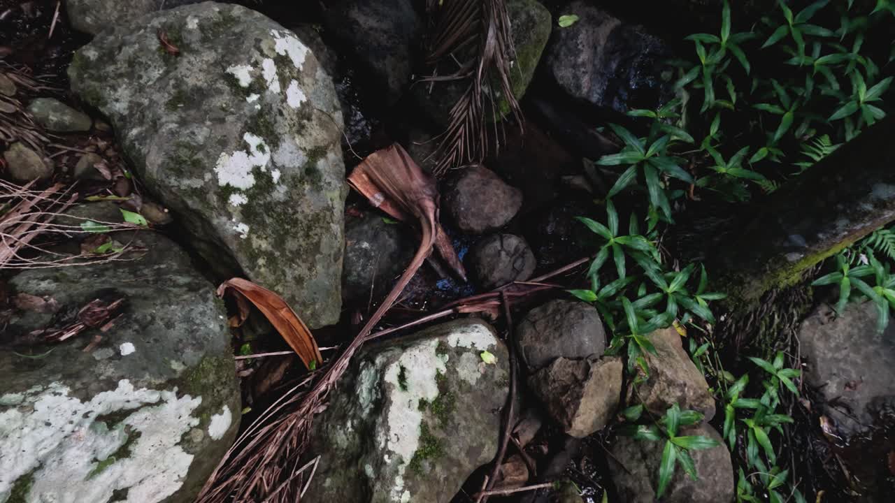 un arroyo que fluye rodeado de rocas y plantas