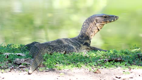 monitor de lagarto moviéndose por un estanque en bangkok