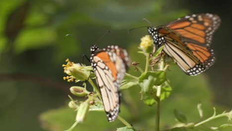 Dos-Mariposas-Monarca-Posadas-Sobre-Una-Flor-Amarilla-En-La-Reserva-De-Mariposas-Monarca-En-Michoacán,-México