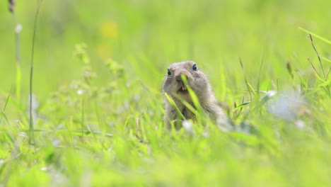 mountain caucasian ground squirrel or elbrus ground squirrel (spermophilus musicus) is a rodent of the genus of ground squirrels.